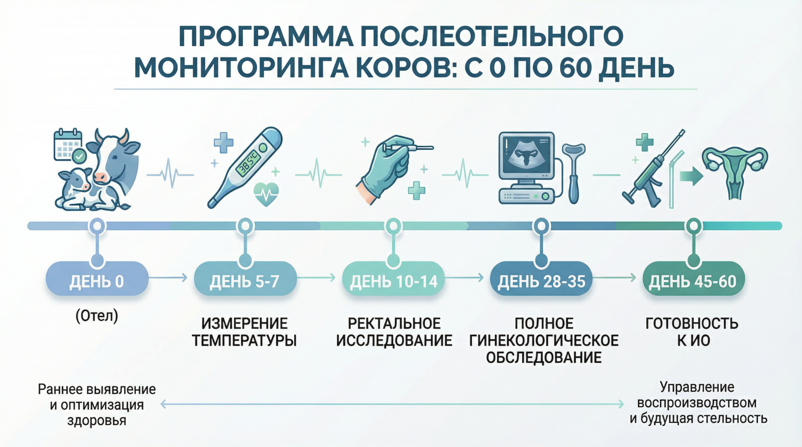Схема послеродового мониторинга коров: сроки осмотров от отёла до 60 дня — термометрия, ректальное исследование, гинекологический осмотр, готовность к осеменению